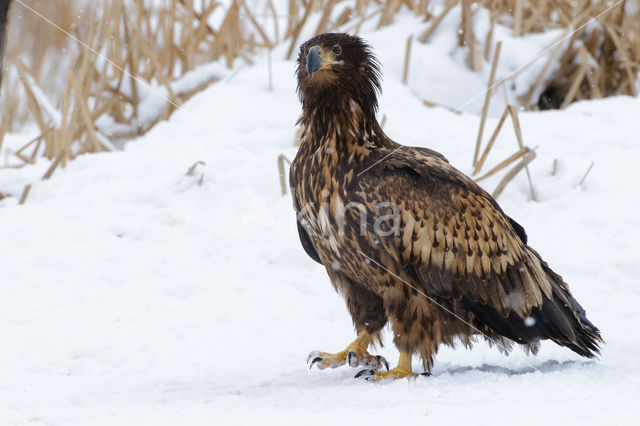 Zeearend (Haliaeetus albicilla)