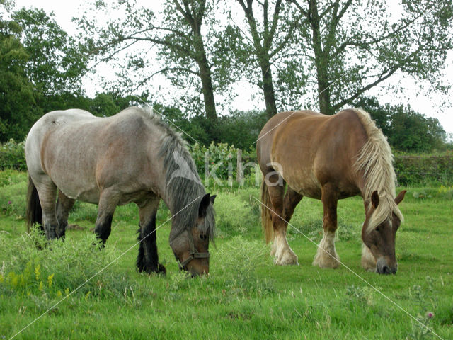 Zeeuws paard (Equus spp)