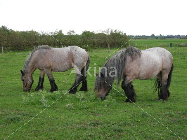 Zeeuws paard (Equus spp)