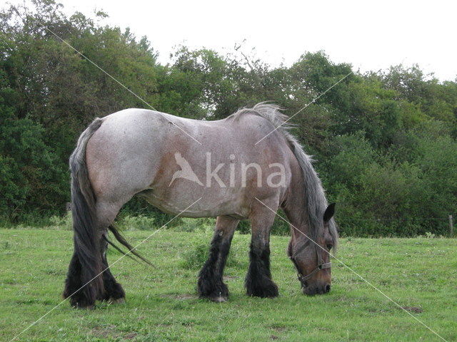 Zeeuws paard (Equus spp)