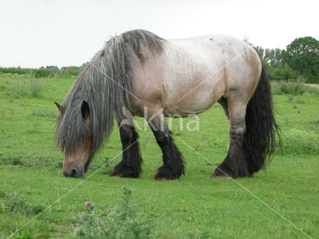 Zeeuws paard (Equus spp)