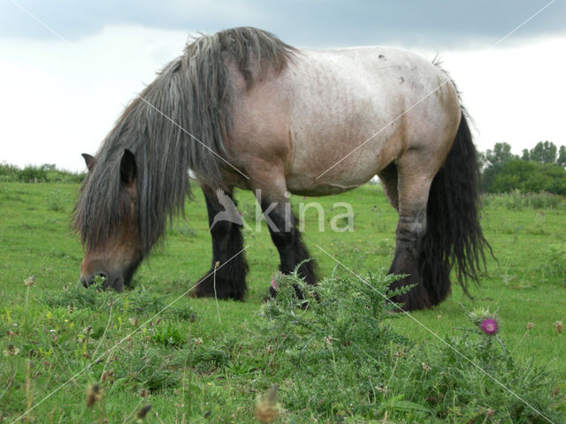 Zeeuws paard (Equus spp)