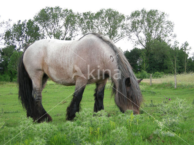 Zeeuws paard (Equus spp)