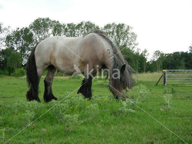 Zeeuws paard (Equus spp)