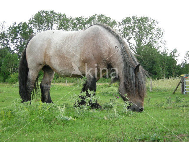 Zeeuws paard (Equus spp)