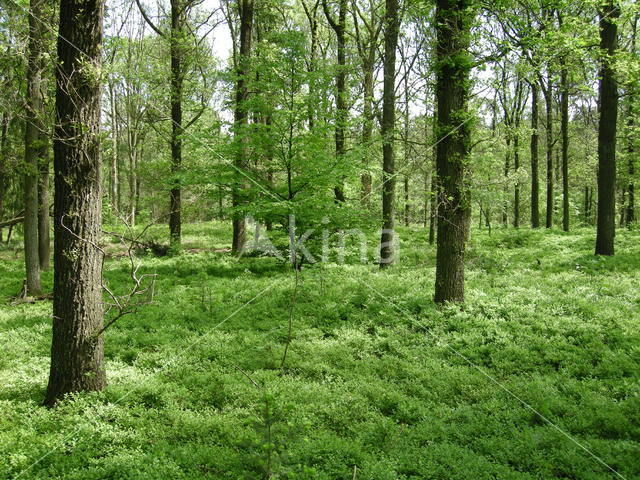 Zomereik (Quercus robur)