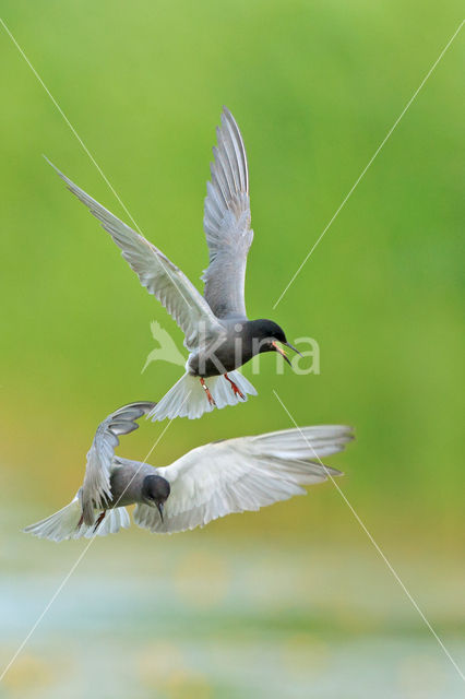 Black Tern (Chlidonias niger)