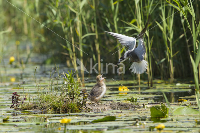 Zwarte Stern (Chlidonias niger)