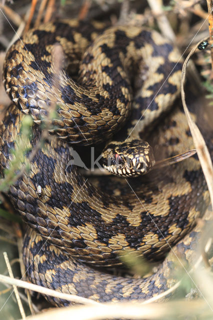 Common Viper (Vipera berus)