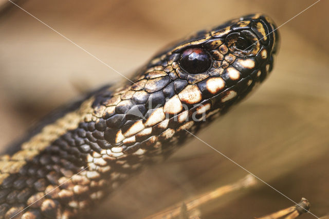 Adder (Vipera berus)