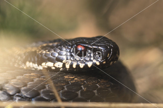 Common Viper (Vipera berus)