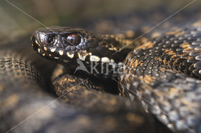 Adder (Vipera berus)