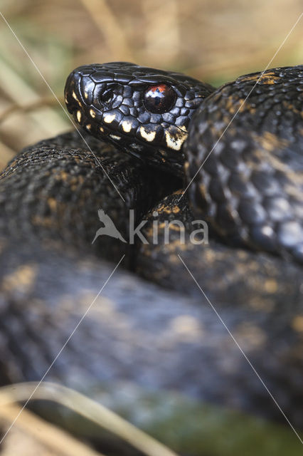 Common Viper (Vipera berus)