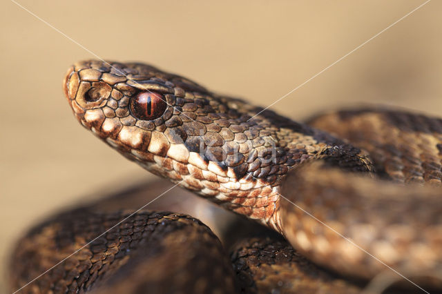 Common Viper (Vipera berus)