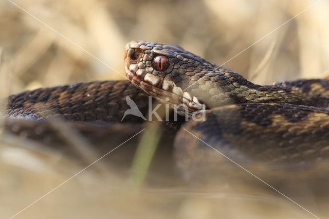 Adder (Vipera berus)