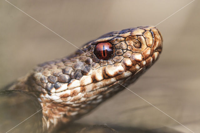 Adder (Vipera berus)