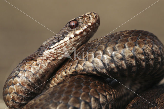 Adder (Vipera berus)