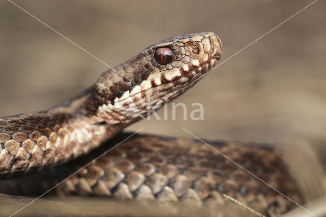 Adder (Vipera berus)