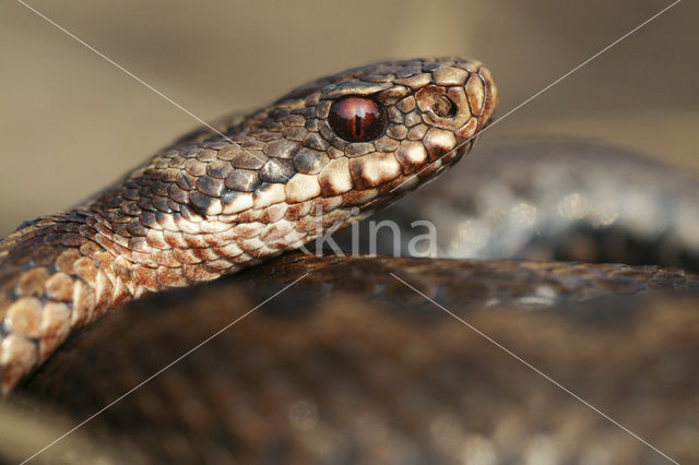 Common Viper (Vipera berus)