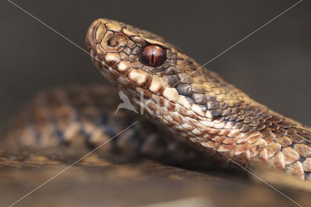 Common Viper (Vipera berus)