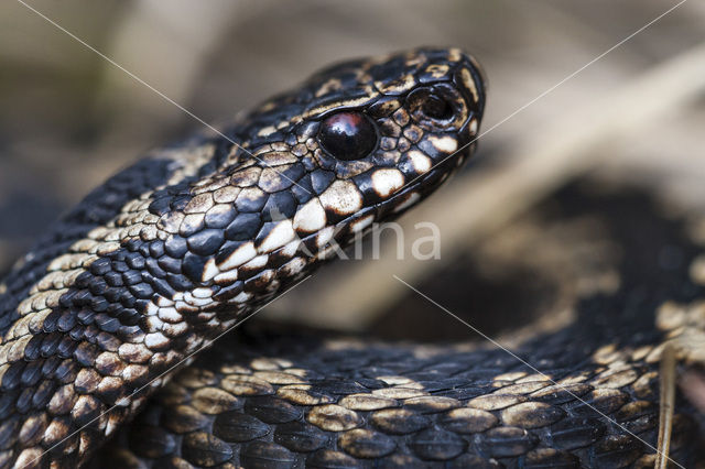 Adder (Vipera berus)