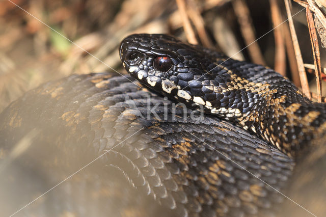 Adder (Vipera berus)