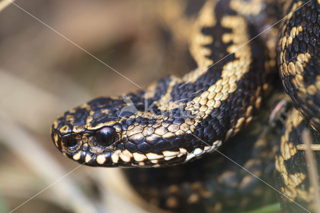 Adder (Vipera berus)