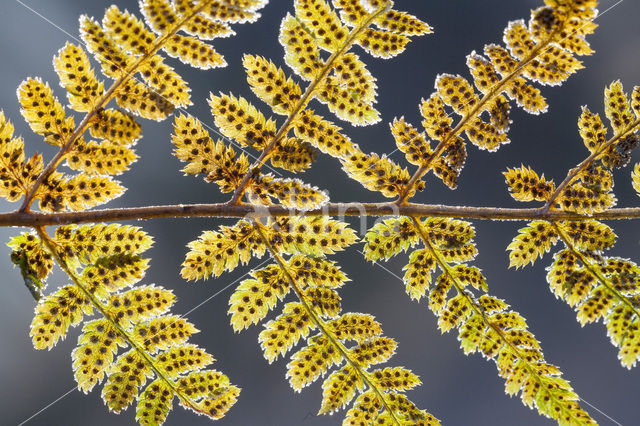 Western brackenfern (Pteridium aquilinum)