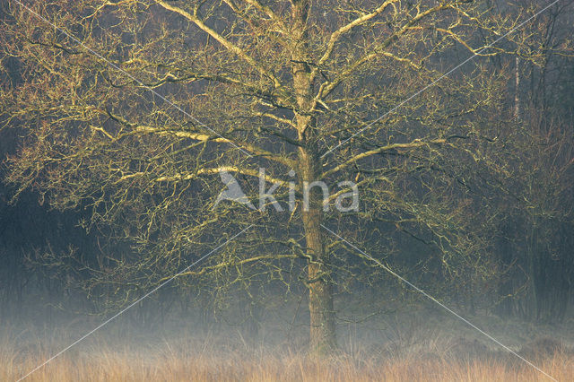 Amerikaanse eik (Quercus rubra)