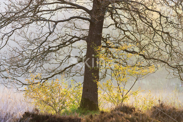 Amerikaanse eik (Quercus rubra)