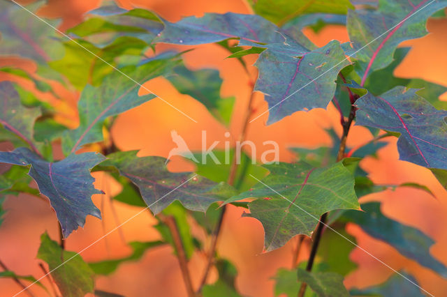 Amerikaanse eik (Quercus rubra)