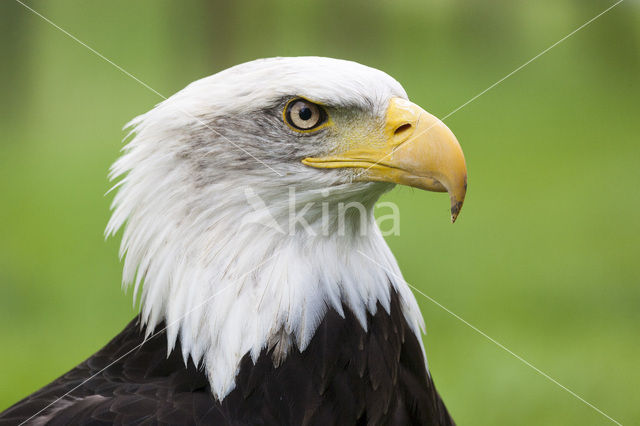 Amerikaanse Visarend (Pandion haliaetus carolinensis)