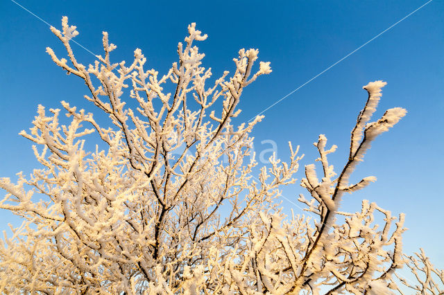 Amerikaanse vogelkers (Prunus serotina)