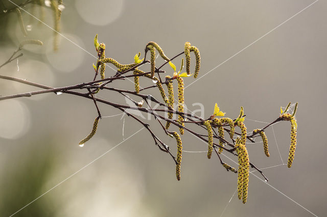 Berk (Betula)