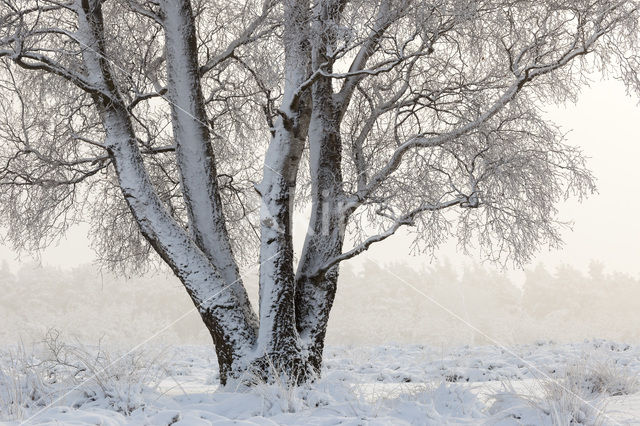 Berk (Betula)