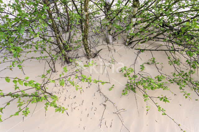 Berk (Betula)