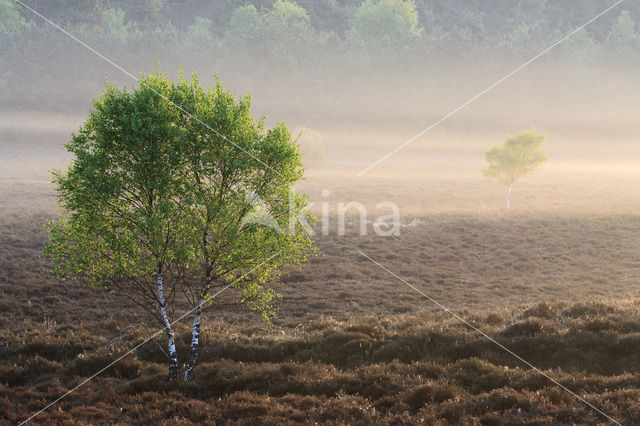 Berk (Betula)