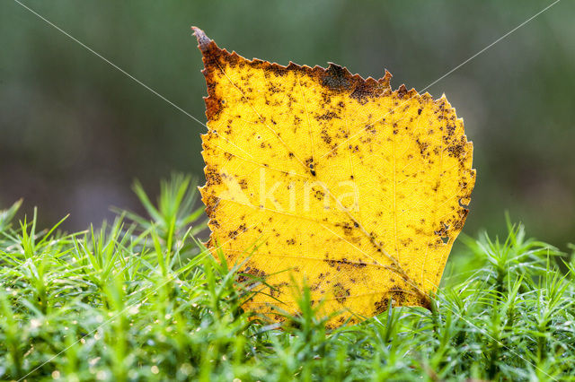 Berk (Betula)