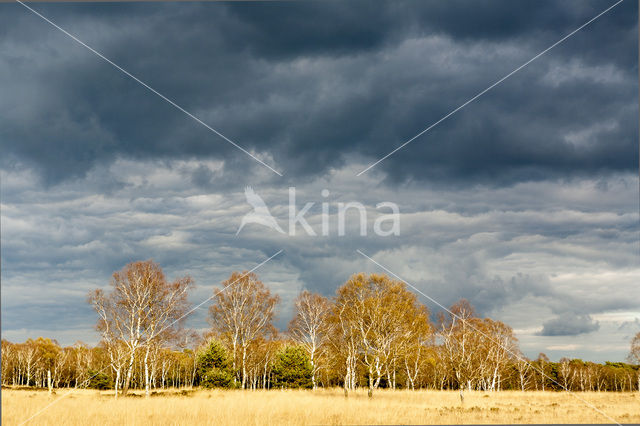 Berk (Betula)