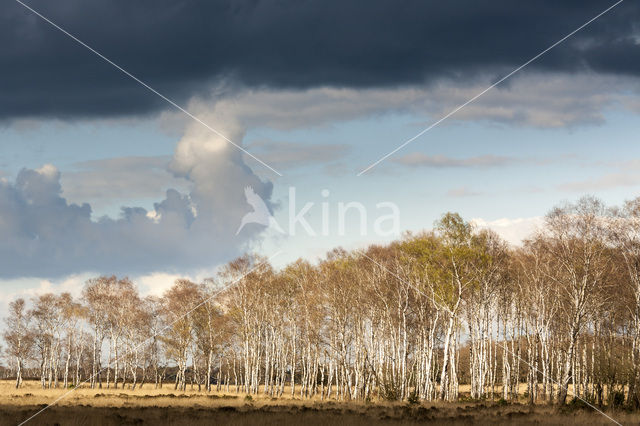 Berk (Betula)