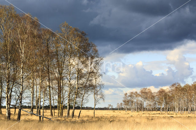 Berk (Betula)