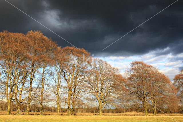 Berk (Betula)