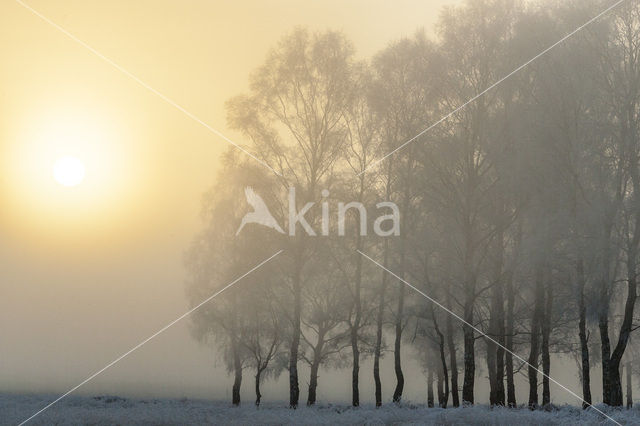 Berk (Betula)