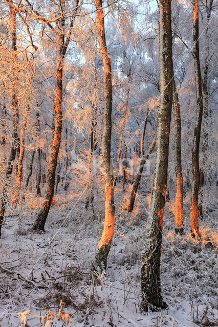 Berk (Betula)