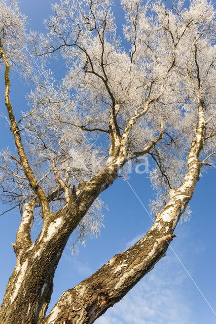 Berk (Betula)