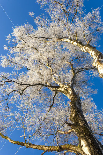 Berk (Betula)