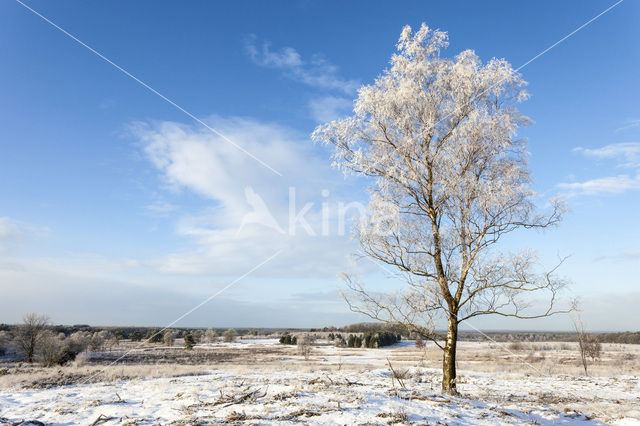 Berk (Betula)