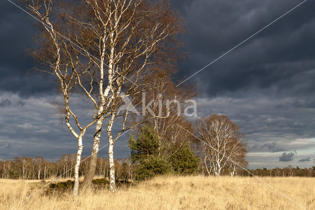 Berk (Betula)