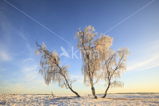 Berk (Betula)