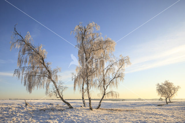 Berk (Betula)